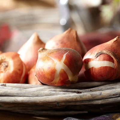 Van Zyverden 15ct Bulb Tulip Multicolored Patio Planter Set 3 Van Zyverden 15ct Bulb Tulip Multicolored Patio Planter Set