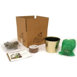 Narcissus Kit Ziva Paperwhite Bulb With Fluted Iron Faux Brass Finish Planter - Van Zyverden 7 Narcissus Kit Ziva Paperwhite Bulb With Fluted Iron Faux Brass Finish Planter - Van Zyverden -Greenery Decor Store GUEST e74fa386 8e7c 42f4 a2ee ca057091d5e5