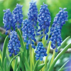 Van Zyverden 40ct Bulbs Multicolored Concertos Spring Blooming Patio Planter Set