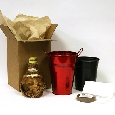 Van Zyverden Amaryllis Red Minerva Flower Bulb With Artisan Decorative Planter 4 Van Zyverden Amaryllis Red Minerva Flower Bulb With Artisan Decorative Planter - Image 2