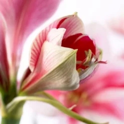 Van Zyverden Amaryllis Pink Flower Bulb With Artisan Decorative Planter 7 Van Zyverden Amaryllis Pink Flower Bulb With Artisan Decorative Planter -Greenery Decor Store GUEST ed20b9b0 5a57 4552 8d9b e48d75e3a236