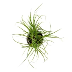 Ponytail Palm In 3" Planter - National Plant Network