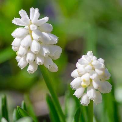 Van Zyverden 41ct Bulbs Affinity Multicolored Spring Blooming Patio Planter Set 4 Van Zyverden 41ct Bulbs Affinity Multicolored Spring Blooming Patio Planter Set - Image 2